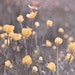 Flower Art Print Dreamy Romantic Flowers Photograph Yellow Buttercups Flowers