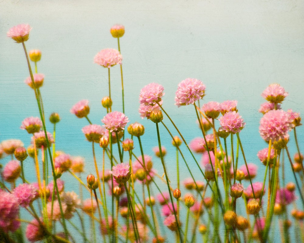 Flower Photograph, Nursery Decor, Home Decor, Pink Meadow Flower Photo, Nature Photography