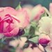 Gorgeous Rose Fine Art Print- 8x10