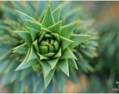 Green conifer, fresh, spring print, nature photograph, giclee print, 12x8.6 - titled: Green