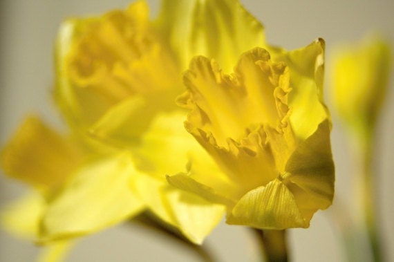 Yellow daffodil photograph, fine art, spring home decoration, delicate, nature, 12x8, Giclée - titled: Sunny