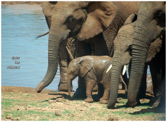 Elephant photograph, animal photography, nursery decor, travel photo, elephant family, baby elephant, 12x8.7