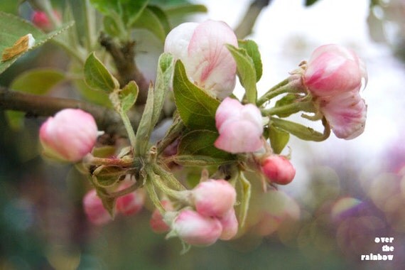 Sakura blossom photograph, fine art, cherry petal, white, pink, spring, delicate, nature, 12x8, Giclée - titled: Sakura I