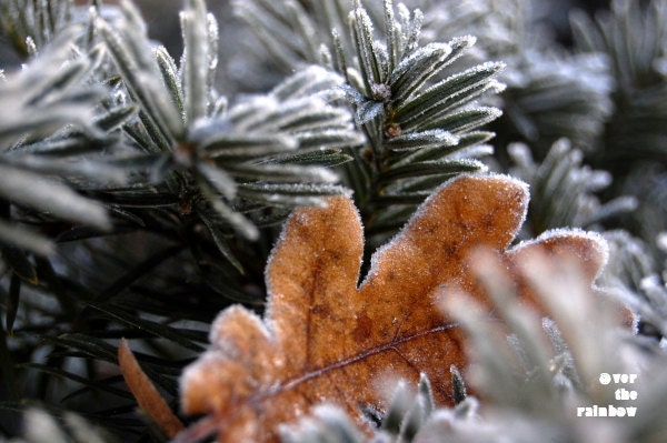 Autumn photograph, dry leaf, snow crystals, nature photograph, 12x8, Giclee print - titled: Frosty