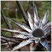 Exotic flowers, nature photograph, Africa, set of 3, 8x8, digital print, titled: African Flowers