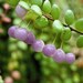 Nature photograph, fine art, purple beads, spring, delicate, nature, plant, 10x8, Giclée - titled: Purple lanterns
