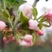 Sakura blossom photograph, fine art, cherry petal, white, pink, spring, delicate, nature, 12x8, Giclée - titled: Sakura I