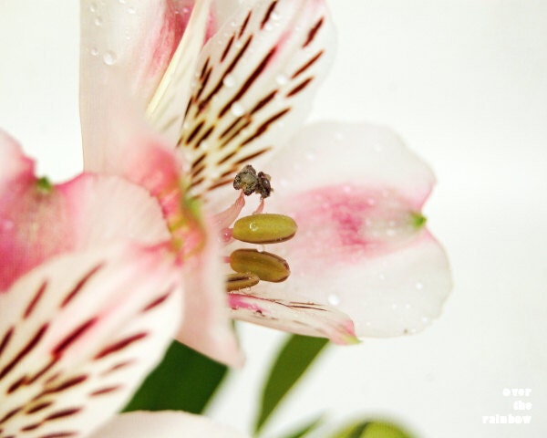 Alstroemeria photograph, pink flowers, bouquet, pastel colours, fine art, set of 3, 16x12, 8x10, Giclée, titled: Alstroemeria II