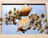Small pair of golden shell hair clips and brown and green seaweed