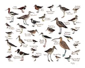 Shorebirds Bird Field Guide Style Watercolor Painting Print Sandpipers Plovers
