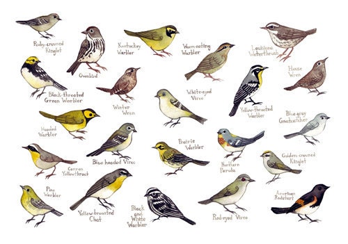 Carolina Warblers Bird Field Guide Style Watercolor Painting Print Migratory Wrens, Vireos