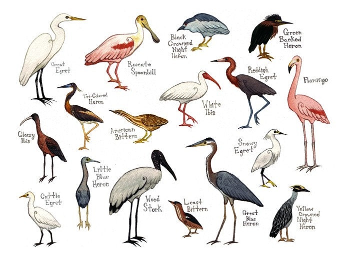 Bird Field Guide