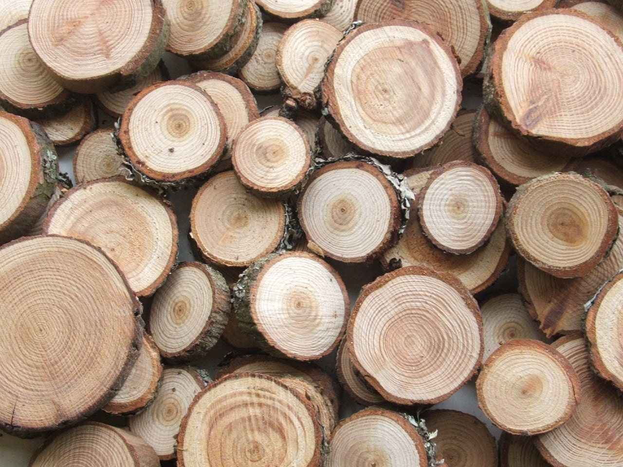 Wood Supplies 50 Small Wooden Larch Slices. 1 to 1 1/4 inches. Button and Bead blanks.