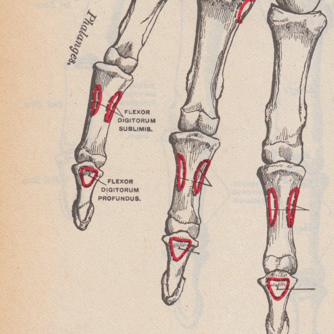 Vintage Medical Drawings