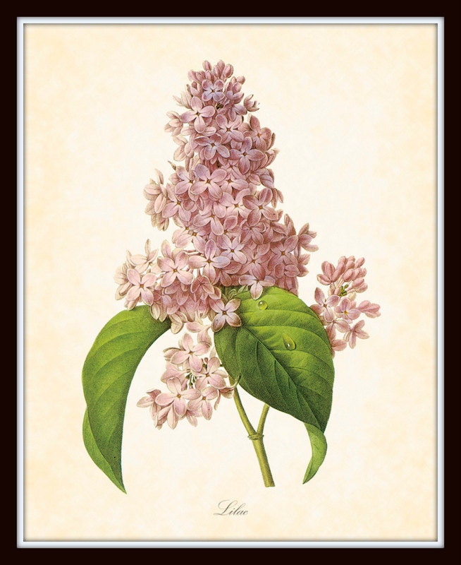 Antique French Lilac Redoute Botanical Art Print 8 x 10 Digital Collage Home Decor Home and Garden Wall Art