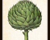 Botanical Art Print Antique Italian Artichoke 8 x 10