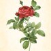 Antique Rosa Gallica Pontiana Redoute French Botanical Art Print 8 x 10 Digital Collage Home Decor