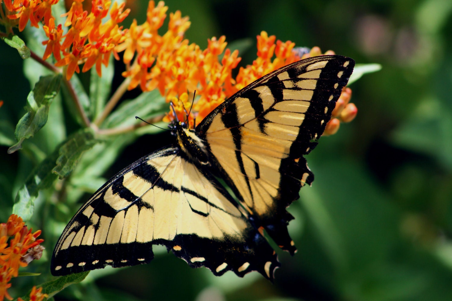 5.5" x 4" Any Occasion Card (blank inside) - Butterfly- Eastern Tiger Swallowtail