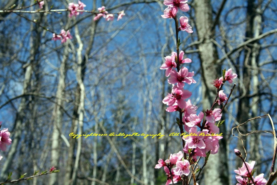 Plum Tree Branch - On the way to Whitewater Falls - North Carolina Water Falls