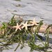 Triple Starfish Headband Three Starfish on Elastic Headband Hippie Headwrap