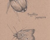 Original Pencil Drawing of a Beetle & Moth - Poppillia japonica/Agrotis infusa