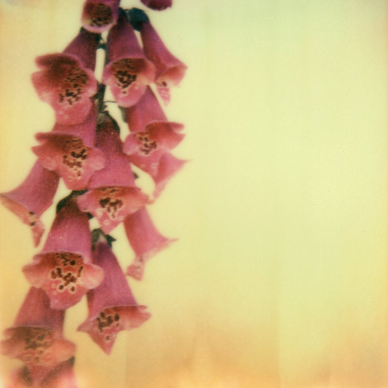 Fox Gloves 8x8 Polaroid Print