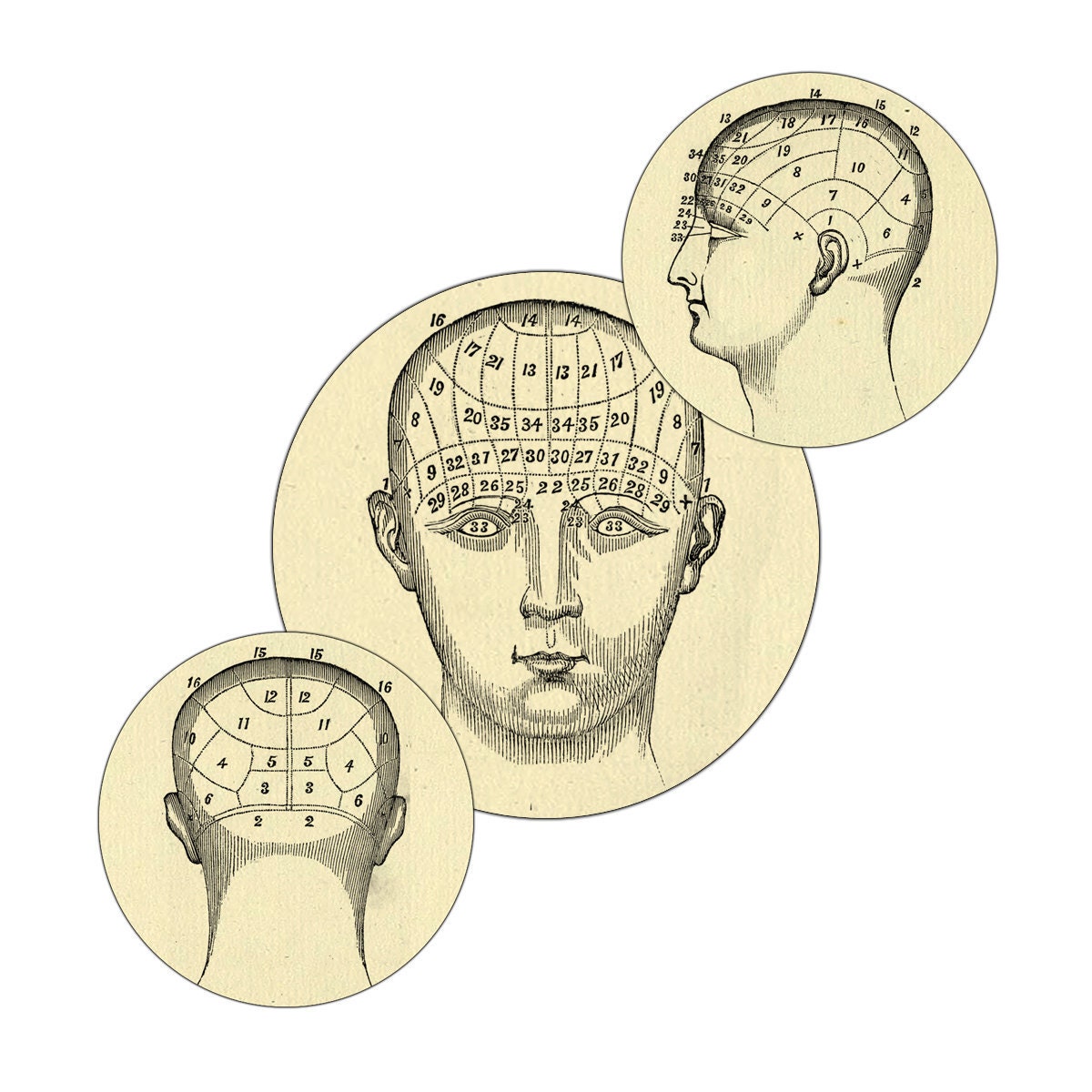 Phrenology Heads Digital Collage: specimen, scientific, fowler, vintage, victorian, stickers, cupcake toppers, steampunk
