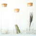Glass Jars with Cork Lids