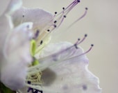 Caper - flower photograph - soft focus, dreamy, pastel floral photography - cij sale - alekaki