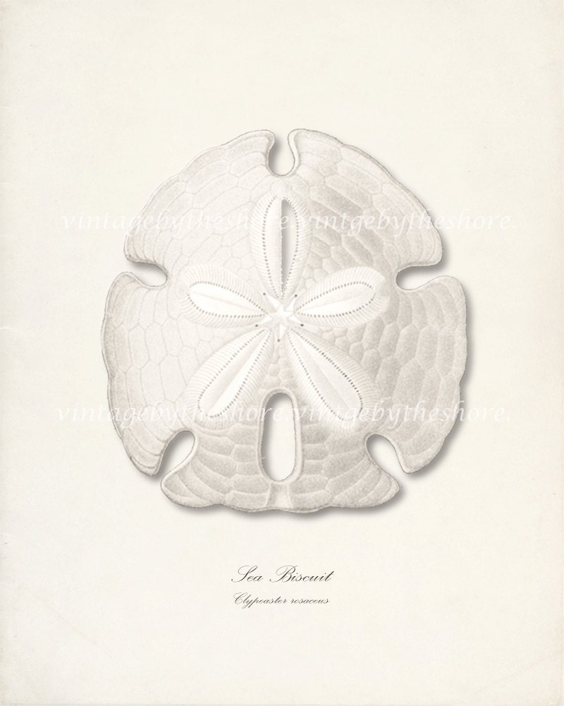 Sea Shell Illustration - Vintage Sea Biscuit Wall Decor Print 8x10