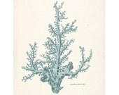 Antique Sea Coral Illustration Natural History Wall Decor Art Print No 1  -  8x10 in Sea Foam