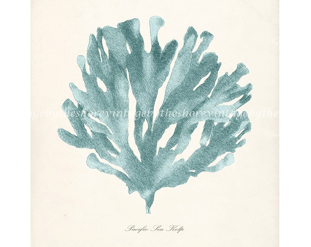 Vintage Sea Kelp Illustration - Natural History Wall Decor Print No. 1 8x10 Seafoam