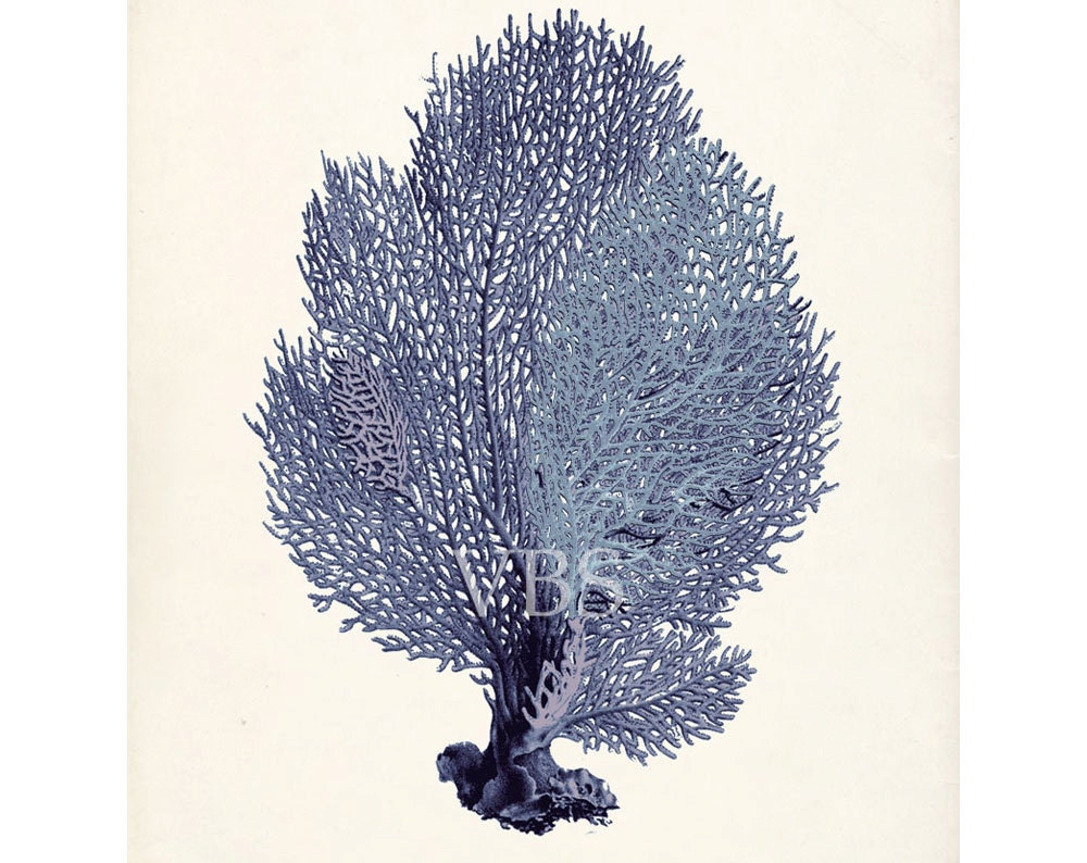 Antique Sea Fan Illustration Wall Decor Art Print 8x10 - ocean blue