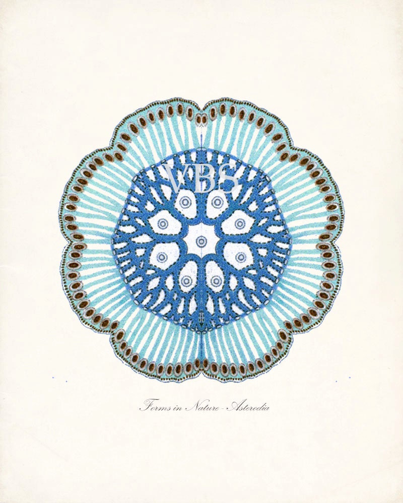 Vintage Fantasy Sea Creature Illustration - Blue Asteroidae Natural History Digital Print 8x10