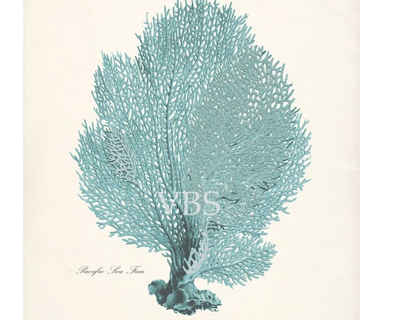 Antique Beach Decor Sea Fan Natural History 8x10 Print - Seafoam