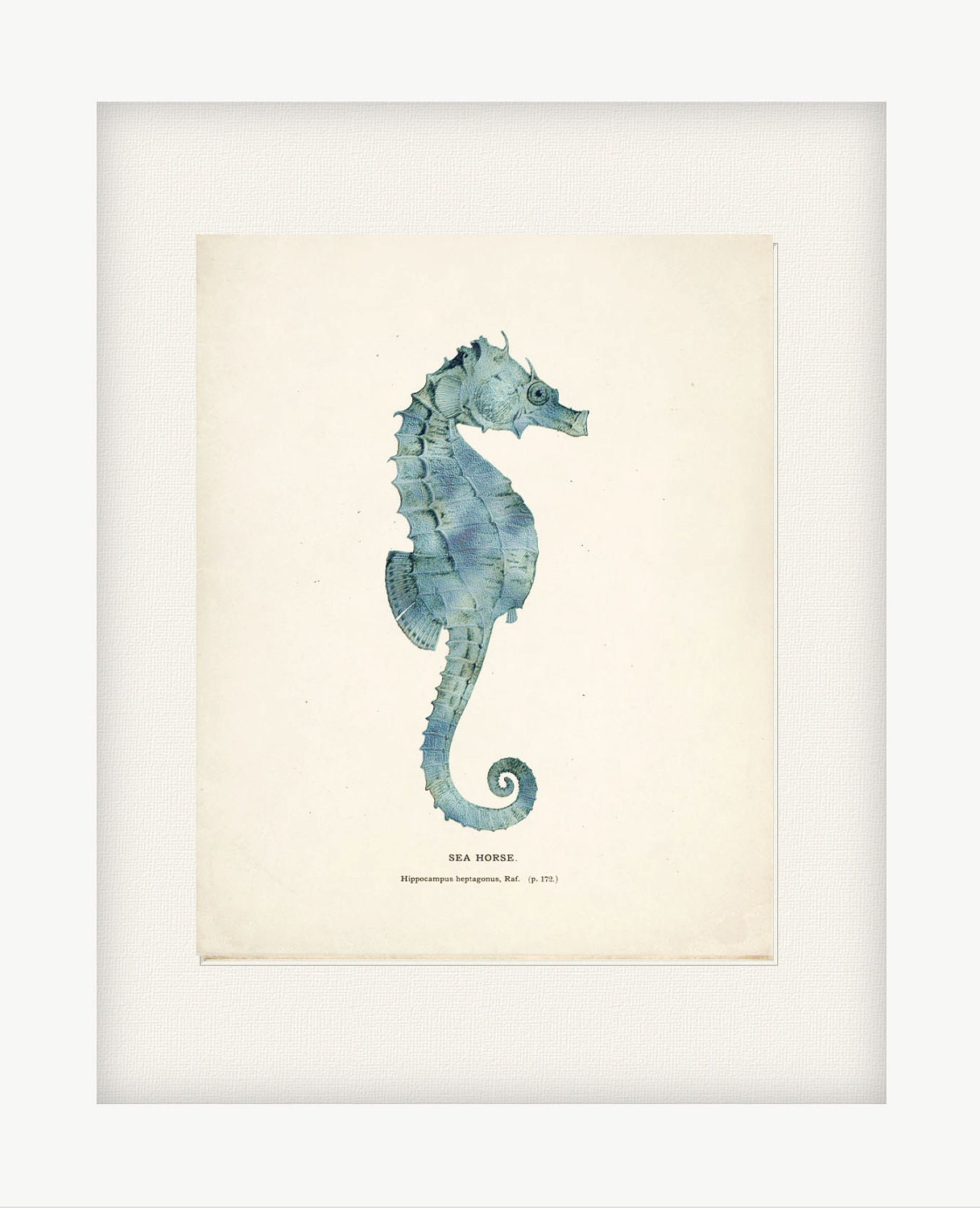 Antique Sea Horse Illustration Natural History Wall Decor Art Print 8x10 seafoam