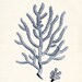 Antique Coral Illustration No. 4 Nautical Wall Decor Art Print 8x10 ocean blue