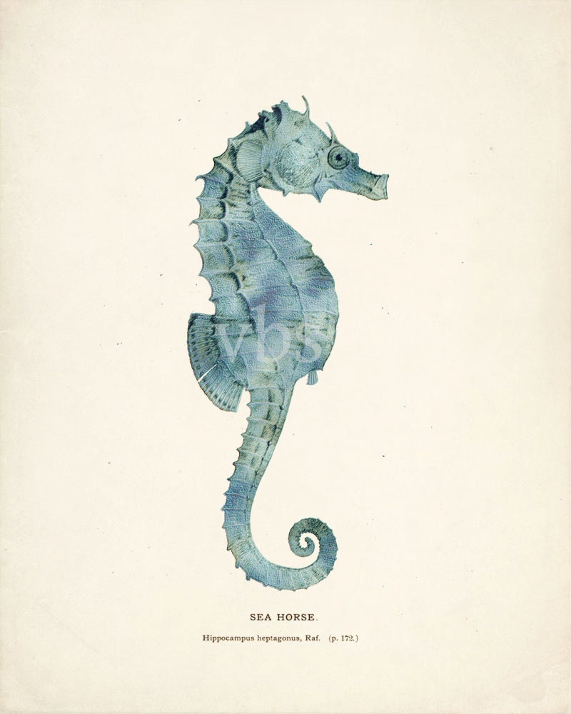 Antique Sea Horse Illustration Natural History Wall Decor Art Print 8x10 seafoam