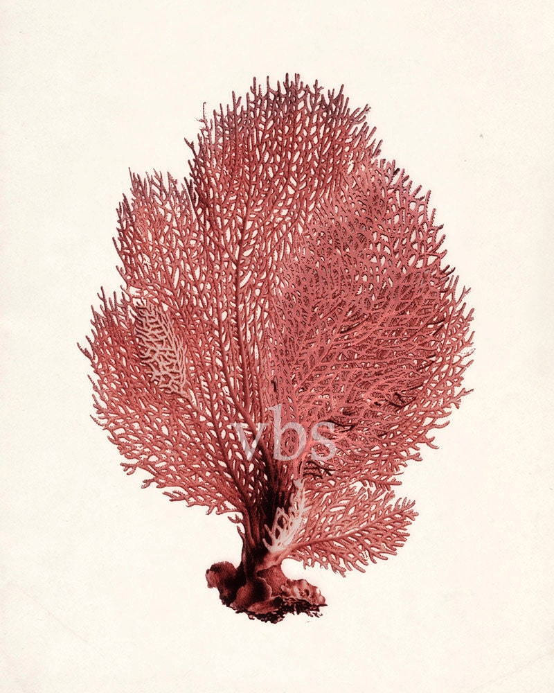 Vintage Sea Coral Illustration - Sea Fan Wall Decor Print 8x10 sunset red