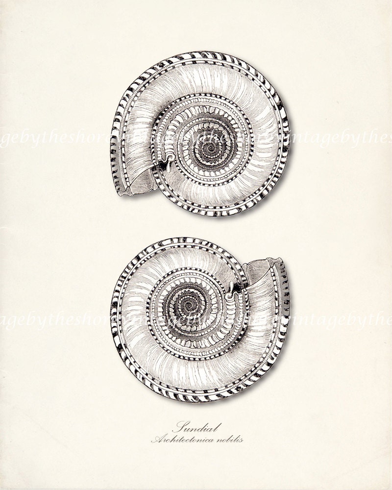 Sea Shell Illustration - Vintage Double Sundial Wall Decor Print 8x10