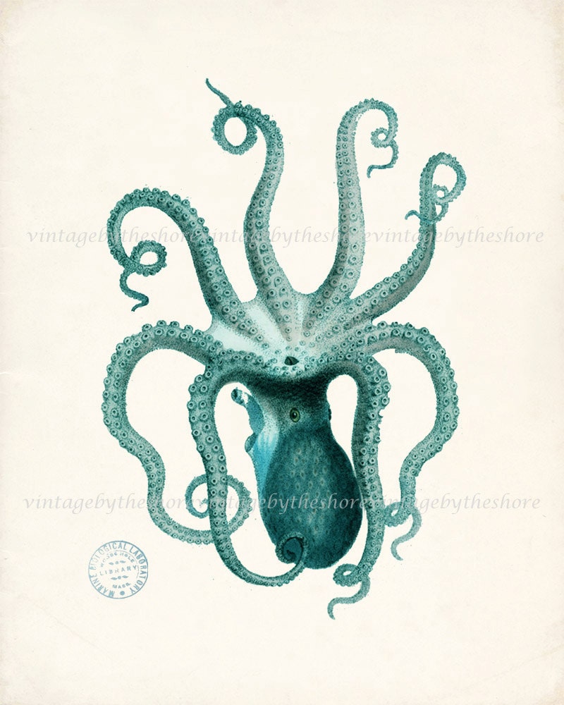 Vintage Teal Octopus Illustration - Natural History Wall Decor Digital Print, 8x10