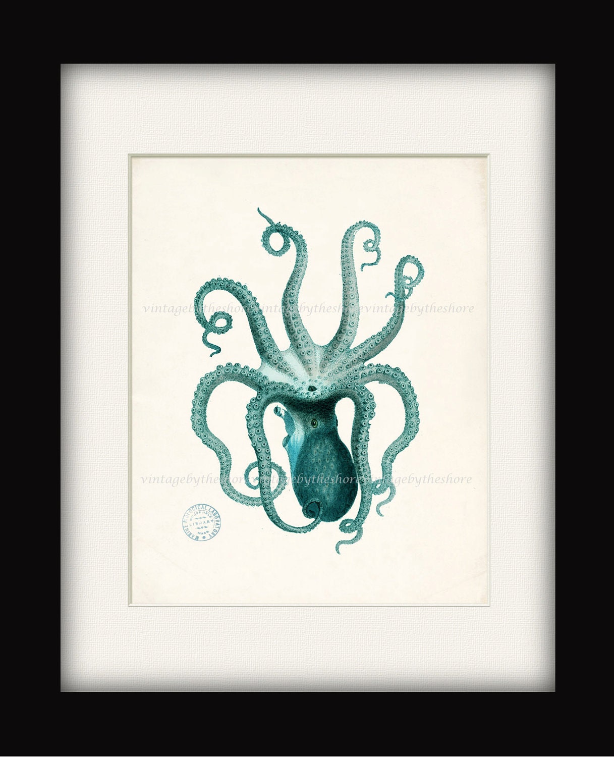 Vintage Teal Octopus Illustration - Natural History Wall Decor Digital Print, 8x10