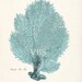 Antique Beach Decor Sea Fan Natural History 8x10 Print - Seafoam