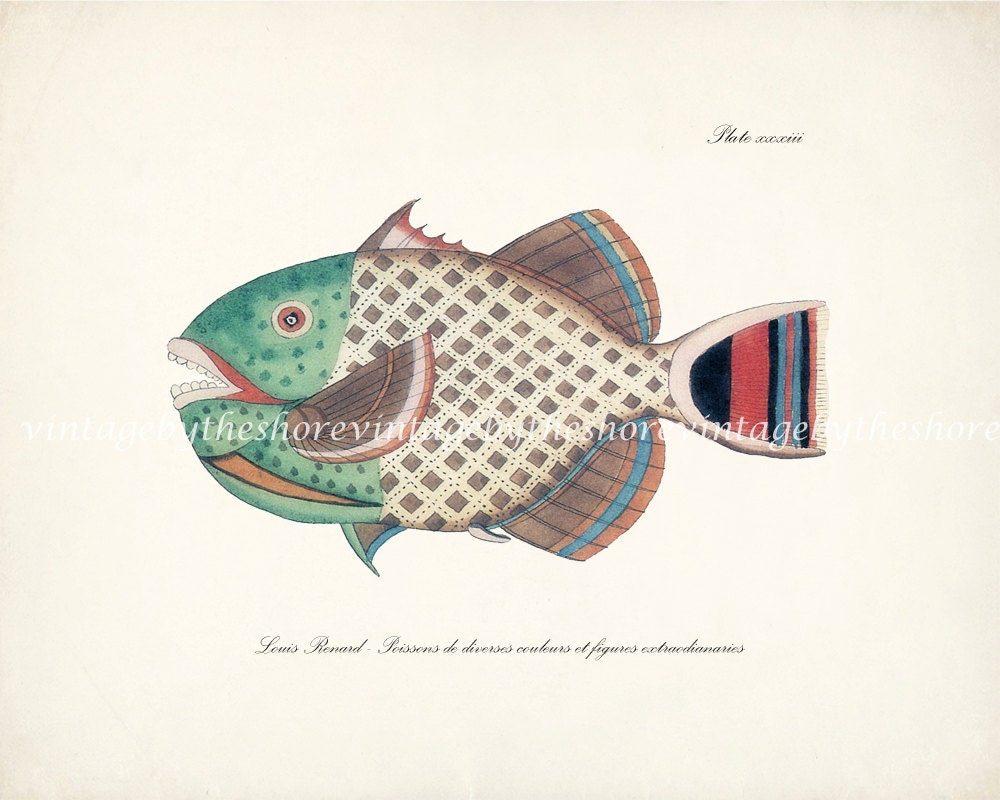 Vintage Fanciful Fish Illustration - Natural History Wall Decor Print - Plate xxxiii