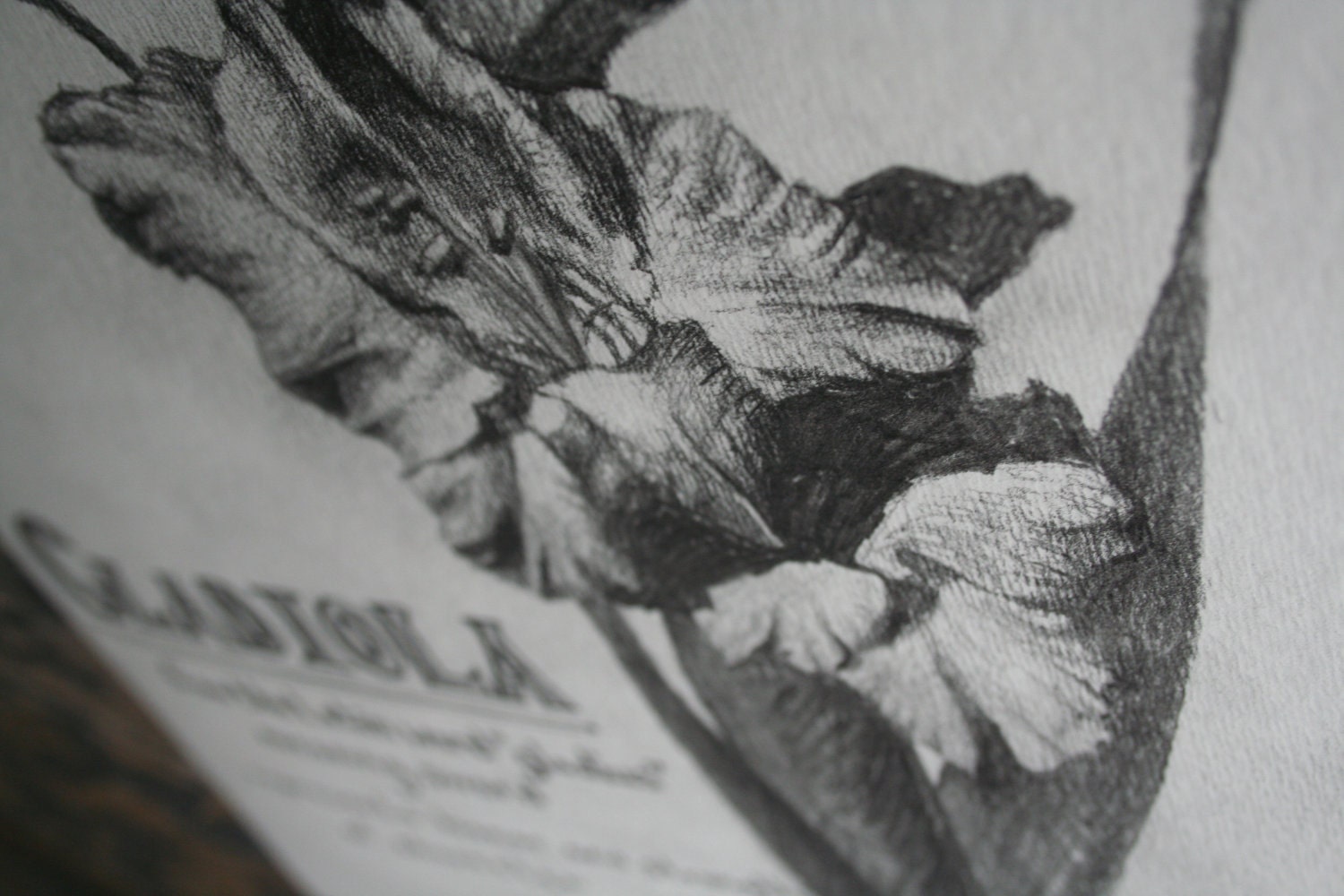 The Gladiola - All proceeds donated to the American Cancer Society for Lung Cancer