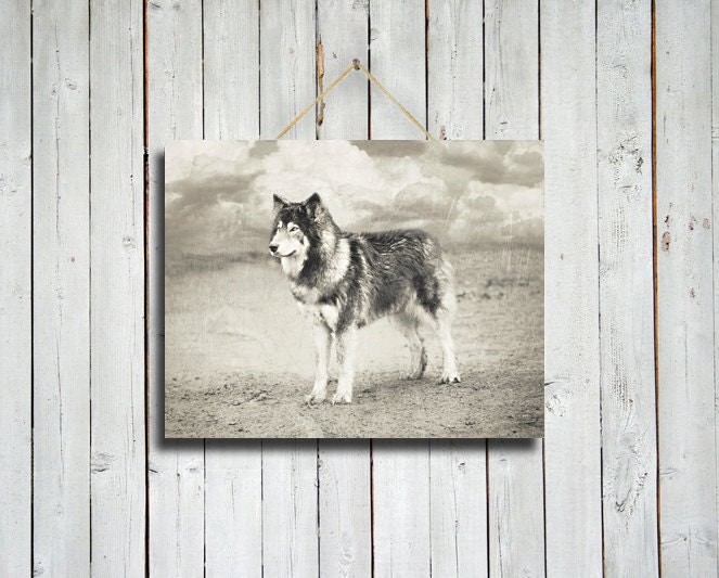 Wolf Waiting - Black and white wolf photo - Wolf dog photo - Wolf decor - Rustic decor - Native American style decor - Black and White photo