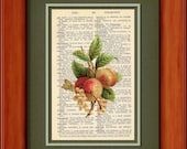 Dictionary Art Print - Peaches With Flowers - 6 3/4" x 9 3/4" Art Print on Upcycled Dictionary Page