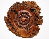 Giant Mallee Burl Lathe Turned Woodart Wallhanging