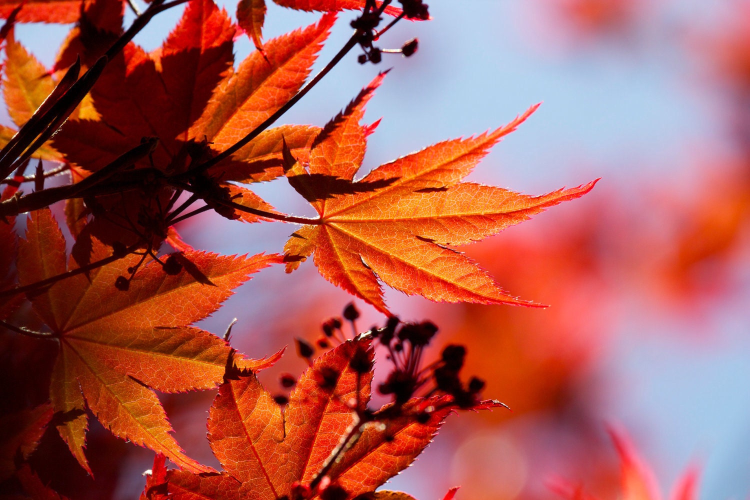 Japanese Maple