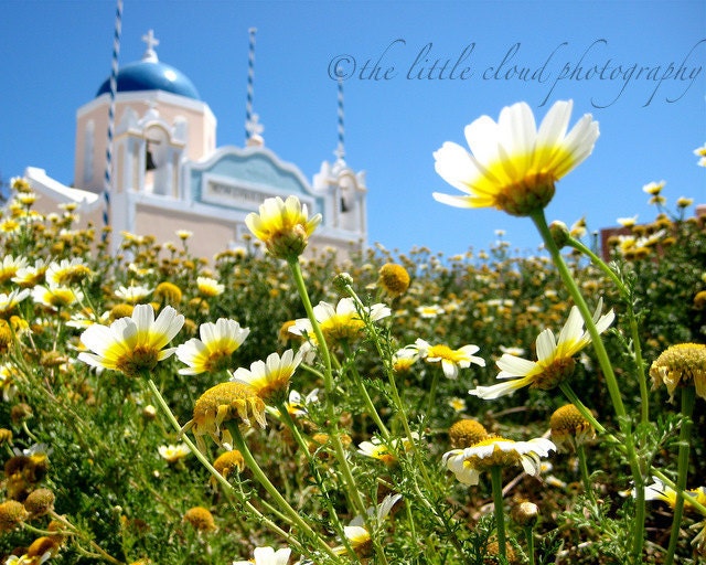 Daisies of Greece - 8x10 fine art photograph
